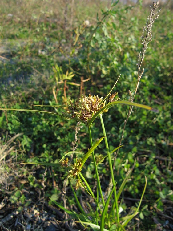 Cyperus esculentus